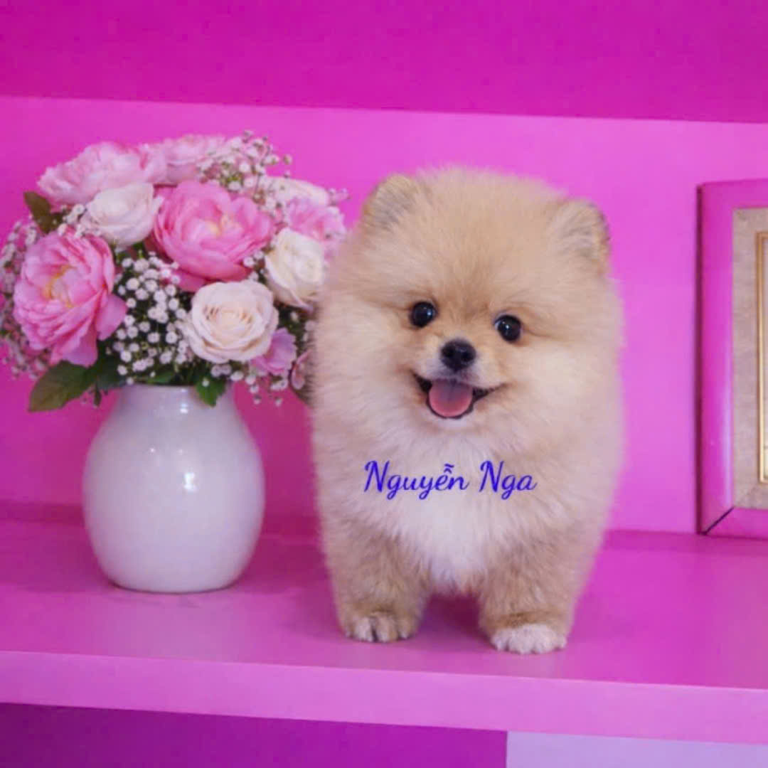 Chó Poodle - PV 15005